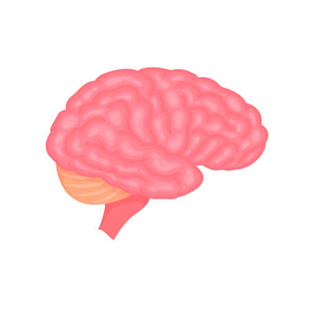 Human brain anatomy side view colorful vector illustration isolated on white background.のイラスト素材