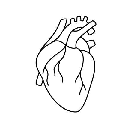 Anatomical heart isolated. Cardiology diagnostic center sign. Human contoured heart flat design. Medical science anatomy illustration.のイラスト素材
