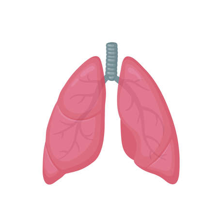 Human lungs flat style vector colorful illustration. Internal organ icon. Anatomy, medicine concept. Healthcare. Isolated on white background.のイラスト素材