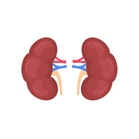 Anatomical colorful human kidneys scientifically accurate on white background. Medical science anatomy illustration.のイラスト素材