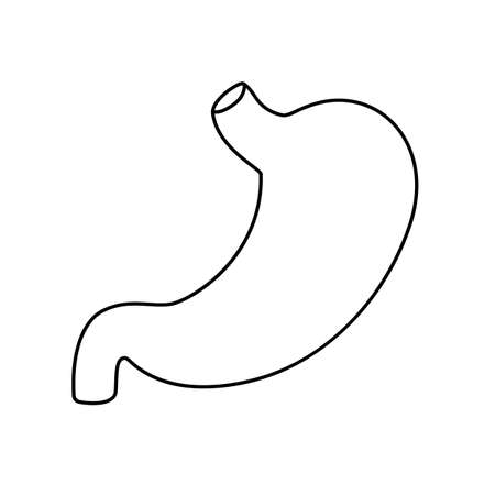 Human stomach flat style vector contour illustration. Internal organ icon. Anatomy, medicine concept. Healthcare. Isolated on white background.のイラスト素材