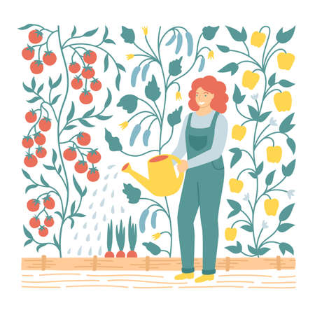 Vector flat illustration of woman watering vegetable garden beds for poster or postcard. Gardener planting tomatoes, cucumbers and paprica in greenhouse. Local food concept.のイラスト素材