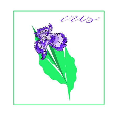Vector illustration with purple iris in flat technique in frame with geometric background isolated on whiteのイラスト素材
