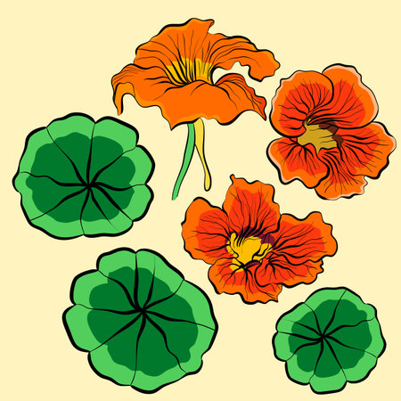 Vector illustration with orange nasturtium flowers and green leaves on a yellow backgroundのイラスト素材