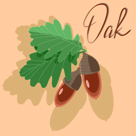Vector illustration with oak leaves and acorns in flat technique on a yellow backgroundのイラスト素材