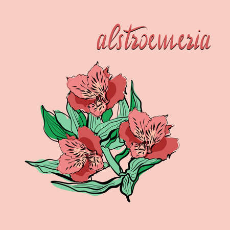 Vector illustration with alstroemerias flowers in flat technique on a pink backgroundのイラスト素材
