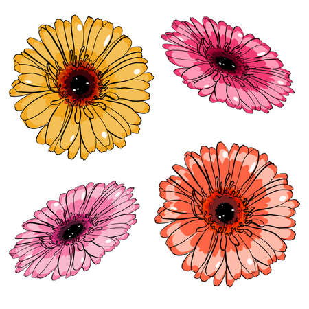 Vector illustration with colourful flowers of gerbera in flat technique isolated on whiteのイラスト素材