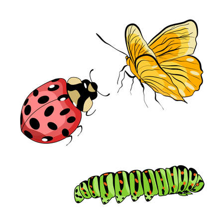 Vector illustration with insects ladybug, caterpillar, and butterflies isolated on white backgroundのイラスト素材