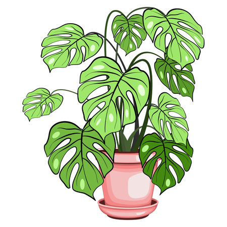 Monstera houseplant in the ceramic pot vector illustrationのイラスト素材