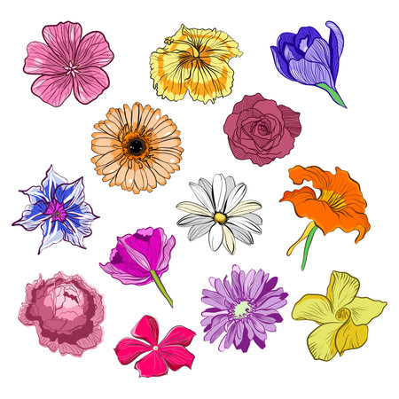 Flower heads of daisy, peony, rose, tulip, crocus and hibiscus vector illustrationのイラスト素材