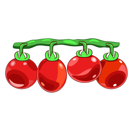 Tomatoes on a branch vector illustrationのイラスト素材