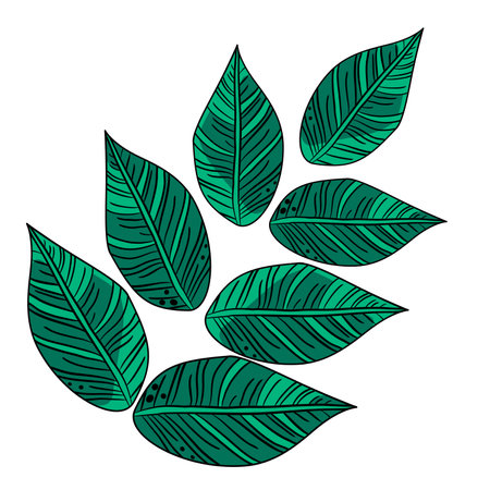 Tropical branch with decorative leaves vector illustrationのイラスト素材