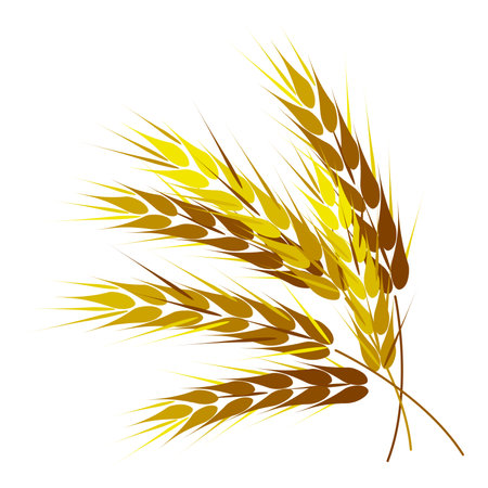 Golden wheat ears. Isolated on a white background. Vector illustrationのイラスト素材