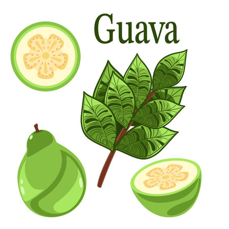 Guava plant with fruits and leaves botanical vector illustrationのイラスト素材