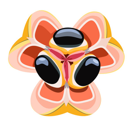 Ackee tropical Jamaican fruit vector illustrationのイラスト素材
