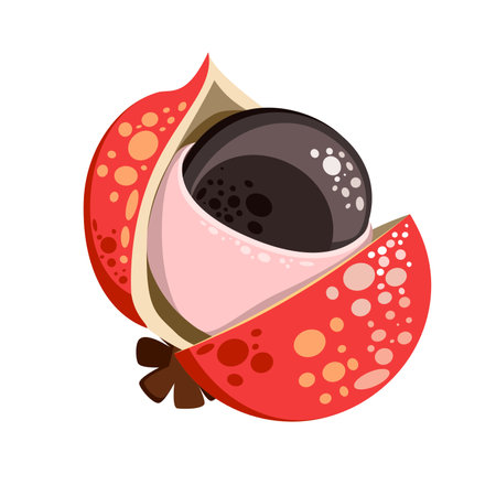 Guarana is climbing plant botanical vector illustrationsのイラスト素材