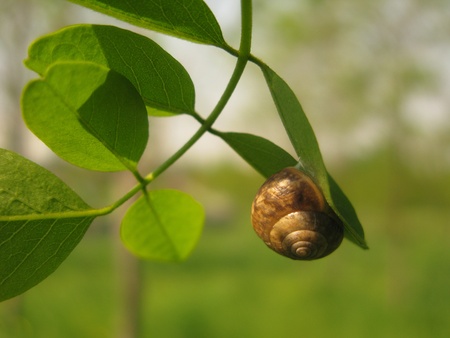 Snail on a leafの写真素材
