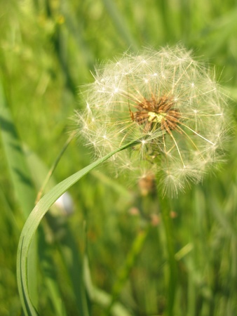 Dandelionの写真素材