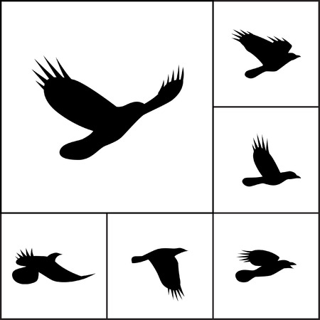 Vector set of flying crows. Silhouettes of ravens, jays or rooks. Contours of pie, jackdaw, nutcrackers or other bird from family Corvidaeのイラスト素材