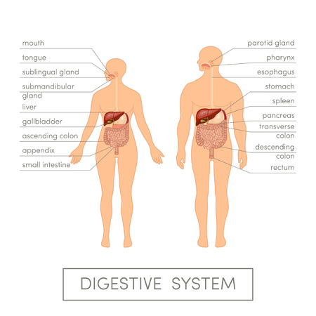 The digestive system of a human. Cartoon vector illustration for medical atlas or educational textbook. Male and female physiology.のイラスト素材