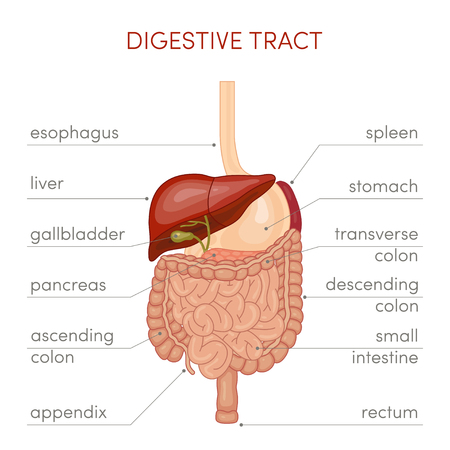 The digestive tract of a human. Cartoon illustration for medical atlas or educational textbook.のイラスト素材