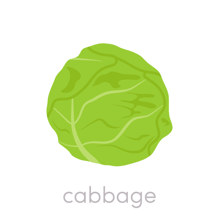 Flat cabbage icon. Vector illustration of a white cabbageのイラスト素材