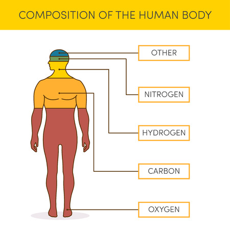 ?hemical ?omposition of the human body. Concept for medical infographicsのイラスト素材
