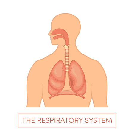 The respiratory system of a human. Cartoon vector illustration of a caucasian manのイラスト素材