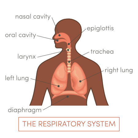 The respiratory system of a human. Cartoon vector illustration for medical atlas or educational textbook.のイラスト素材