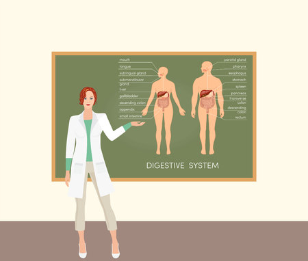 Female caucasian doctor teaching about digestive system, vectorのイラスト素材