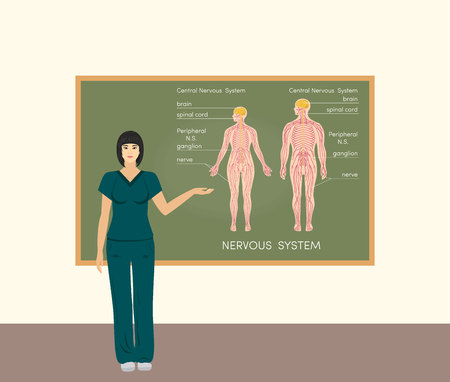 Female asian doctor teaching about endocrine system, vectorのイラスト素材