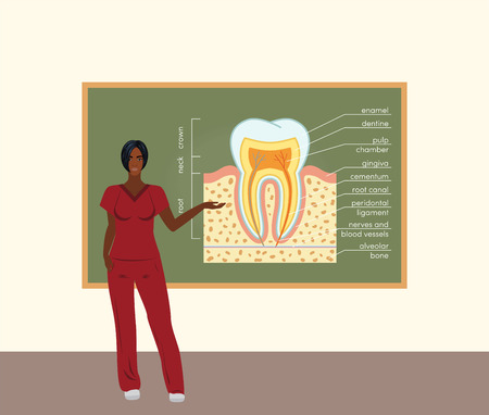 Female black doctor teaching about tooth anatomy, vectorのイラスト素材