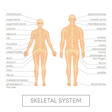 Skeletal system of a humanのイラスト素材