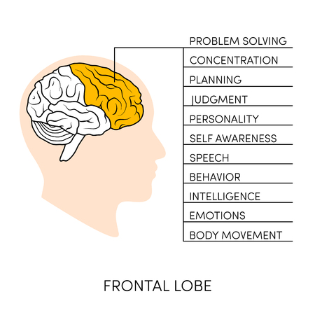 Profile view of a human brain. Lobes of the brain painted in different colors, vector illustrationのイラスト素材