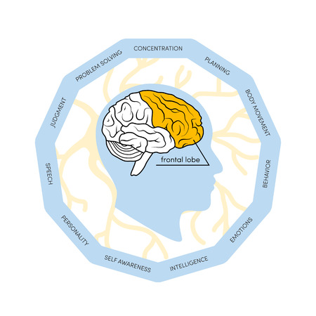 Profile view of a human brain. Lobes of the brain painted in different colors, vector illustrationのイラスト素材