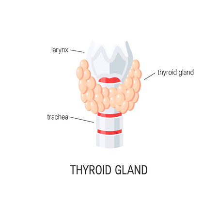 Thyroid gland. Vector medical illustration in flat styleのイラスト素材