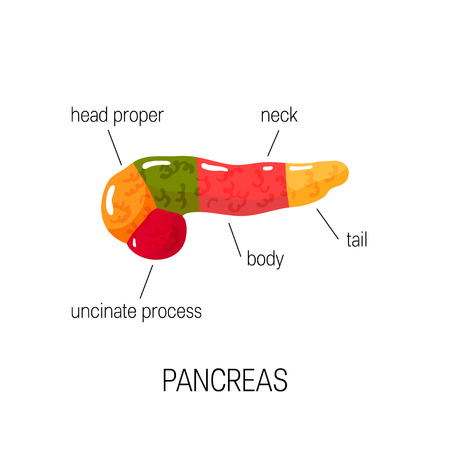 Medical diagram of pancreas. Simple vector illustration in flat style for posters, educational textbooks, infographicsのイラスト素材