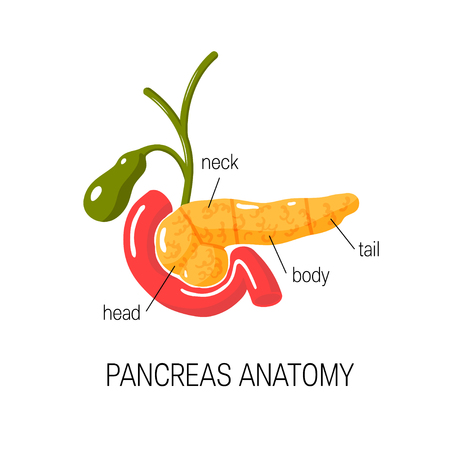 Pancreas anatomy concept. Medical vector diagram of pancreas, duodenum and gallbladder in flat or cartoon styleのイラスト素材