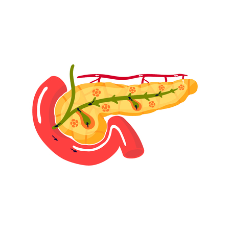 Functions of pancreas. Medical vector illustration of the gland in cross sectionのイラスト素材