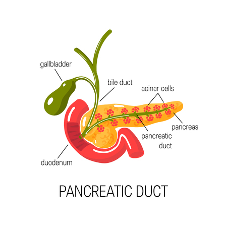 Pancreatic duct concept. Medical vector illustration of the gland in cross sectionのイラスト素材
