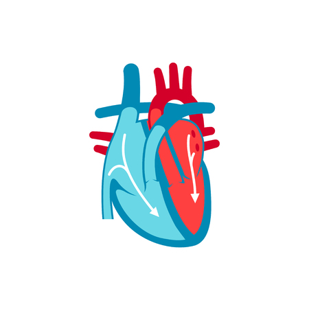Blood flow in human heart. Vector illustration in flat style for medical websites, infographics, books etc.のイラスト素材