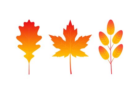 Set of colorful vector leaves in flat style. Simple icons isolated on white backgroundのイラスト素材