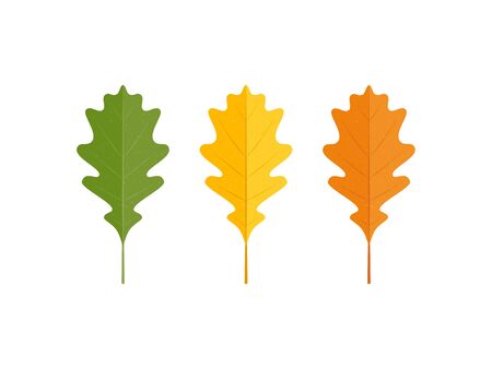 Set of vector autumn oak leaves on white background in simple flat styleのイラスト素材