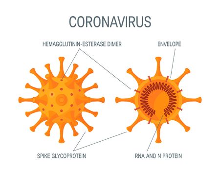 Coronavirus cross section diagram. Vector illustration isolated on a white background in cartoon style. Design for medical infographics, posters, posts etc.のイラスト素材