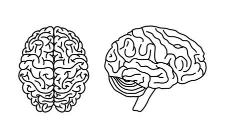 Brain anatomy concept. Top and profile view. Anatomical clip art for medical designs. Vector illustration isolated on a white background in outline style.のイラスト素材