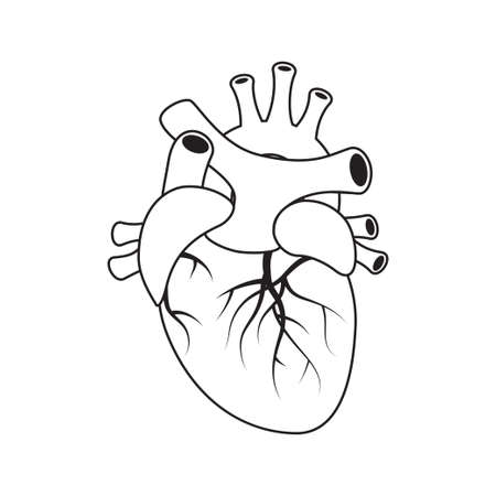 Heart medical design. Anatomical clip art. Vector illustration isolated on a white background in outline style.のイラスト素材