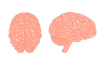 Brain anatomy concept. Top and profile view. Anatomical clip art for medical designs. Vector illustration isolated on a white background in cartoon style.のイラスト素材