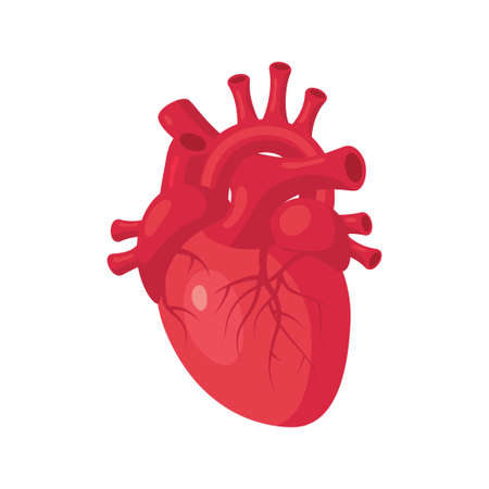 Heart medical design. Anatomical clip art. Vector illustration isolated on a white background in cartoon style.のイラスト素材