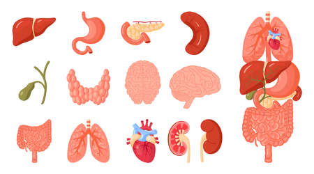 Human organs set. Anatomy icons for medical designs. Vector illustration isolated on a white background in cartoon style.のイラスト素材