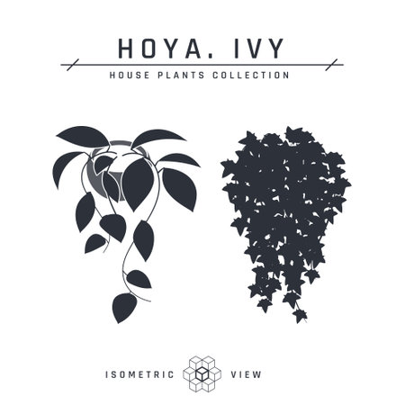 Isometric pot plants in flat style. Hoya and ivy black icons for interior designs. Vector illustration isolated on a white background.のイラスト素材